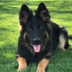 Meet your Posher, Donna